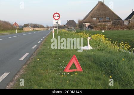 Muter Schwan (Cygnus olor), Nest am Straßenrand mit Warnschild, Niederlande, Nord-Niederlande, Julianadorp Stockfoto