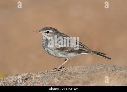 Kanarenpit, Berthelot's Pipit (Anthus berthelotii), Erwachsene, auf einem Felsen, Seitenansicht, Madeira Stockfoto