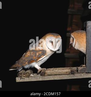 Stalleule (Tyto alba), zwei Jungeulen am Nest, Deutschland, Nordrhein-Westfalen Stockfoto