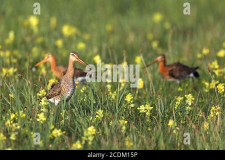 Schwarzschwanzgodwit (Limosa limosa), Gruppe in einer Sumpfwiese mit blühender Rassel, Niederlande, Friesland Stockfoto