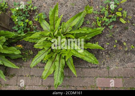 Holzdock, rote Weindock (Rumex sanguineus), Sorte im Garten, Niederlande Stockfoto