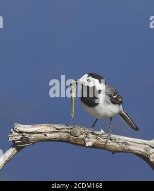 Bachstelze, weiße Bachstelze (Motacilla alba), auf einem toten Ast mit einer Libelle im Schnabel, Dänemark Stockfoto