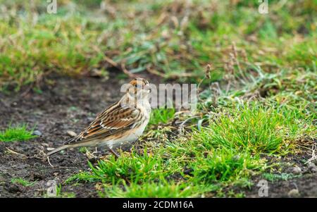 Lapplandammer (Calcarius lapponicus), Männchen auf einer Wiese, Seitenansicht, Vereinigtes Königreich, England, Norfolk Stockfoto