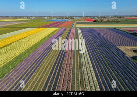 Luftaufnahme von blühenden Tulpenfeldern, 15.04.2020, Niederlande, Nord-Niederlande Stockfoto