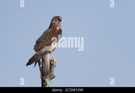 WESTERN Marsh Harrier (Circus aeruginosus), Männchen auf einem Holzpfosten, Seitenansicht, Dänemark Stockfoto