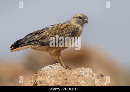 Atlas langbeiniger Bussard (Buteo rufinus cirtensis, Buteo cirtensis), auf einem Felsen stehend, Marokko, Draa-Tafilalet, Boumalne du Dades Stockfoto