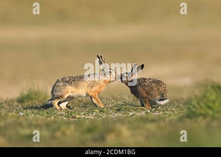 Europäischer Hase, Brauner Hase (Lepus europaeus), Paarungszeit, Männchen küsst Weibchen, Niederlande, Friesland Stockfoto