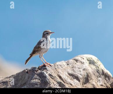 Kanarischen Grube, Berthelot's Pipit (Anthus berthelotii), auf einem Felsen, Seitenansicht, Madeira Stockfoto