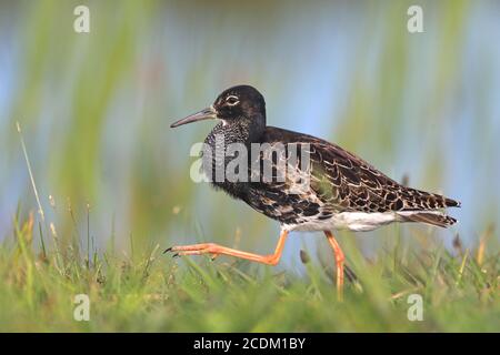 ruff (Philomachus pugnax), Wandermännchen auf einer Wiese am Wasser, Seitenansicht, Niederlande, Frisia, Workum Stockfoto