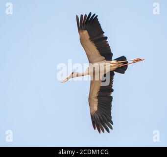 Asiatischer Storch mit offenem Schnabel (Anastomus oscitans), im Flug, Indien Stockfoto