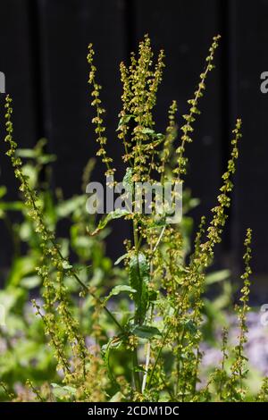 Holzdock, rote Weindock (Rumex sanguineus), blühend vor schwarzem Hintergrund, Niederlande Stockfoto