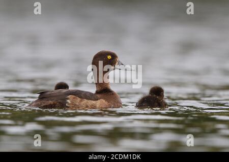 Getuftete Ente (Aythya fuligula), Weibchen mit zwei Enten, die auf einem See schwimmen, Dänemark Stockfoto