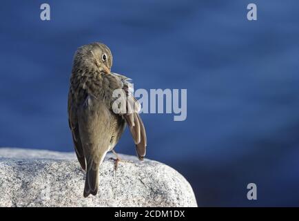 Skandinavische Hebriden-Felsenpitte (Anthus petrosus littoralis, Anthus littoralis), Preening auf einem Felsen, Rückansicht, Dänemark Stockfoto