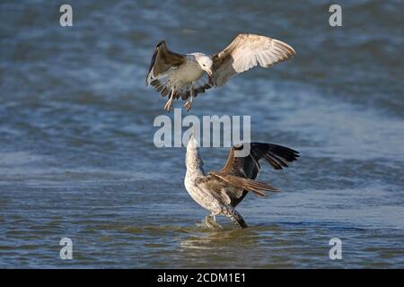 Heringsmöwe (Larus argentatus), zwei Jungmöwen kämpfen um Futter, Niederlande, Friesland Stockfoto