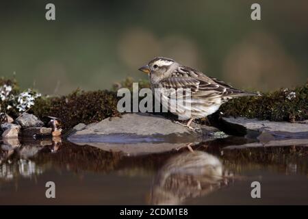 Steinsperling (Passer petronia, Petronia petronia), Barsch am Wasser, Seitenansicht, Spanien, Extremadura, Sierra de San Pedro Stockfoto