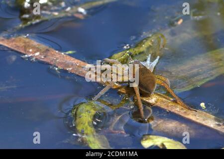 Fen Floßspinne, große Floßspinne (Dolomedes plantarius, Dolomedes riparius), sitzt auf einem Blatt auf Wasseroberfläche, Niederlande, Overijssel, Stockfoto