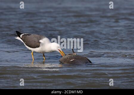 Kleinmöwe (Larus fuscus), ernährt sich von einem toten Fisch im Ijsselmeer, Niederlande, Friesland Stockfoto