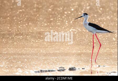 Schwarzflügelstelze (Himantopus himantopus), Erwachsene stehend in seichtem Wasser, Kalloni Salzpfannen, Griechenland, Lesbos, Skala Kalloni Salzpfannen Stockfoto