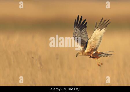 WESTERN Marsh Harrier (Circus aeruginosus), fliegender Rüde, Seitenansicht, Niederlande, Lauwersmeer-Nationalpark Stockfoto