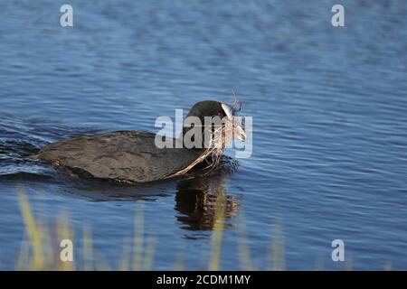 Schwarzer Ruß (Fulica atra), schwimmend mit Nistmaterial in der Schnabel, Seitenansicht, Niederlande, Friesland Stockfoto