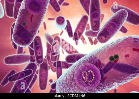 3d-Darstellung von Pasteurella multocida Bakterien. Dies ist ein Gram-negativer, nicht beweglicher, penicillin-sensitiver Coccobacillus, der zur Familie der Pasteurellaceae gehört. Pasteurella multocida ist die Ursache für eine Reihe von Krankheiten bei Säugetieren und Vögeln, darunter Hühnercholera bei Geflügel, atrophische Rhinitis bei Schweinen und hämorrhagische Septikämie bei Rindern und Büffeln von Rindern. Es kann auch eine zoonotische Infektion beim Menschen, die in der Regel ist ein Ergebnis von Bissen oder Kratzer von Haustieren verursachen. Viele Säugetiere und Vögel beherbergen es als Teil ihrer normalen respiratorischen Mikrobiota einschließlich Hauskatzen. Stockfoto