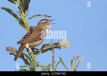 Sedge Warbler (Acrocephalus schoenobaenus), singt auf einem Weidenstrauch, Niederlande, Friesland Stockfoto