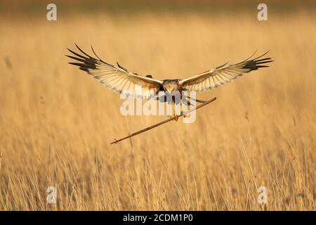 WESTERN Marsh Harrier (Circus aeruginosus), männliche Landung mit Nistmaterial am nestl, Vorderansicht, Niederlande, Nationalpark Lauwersmeer Stockfoto