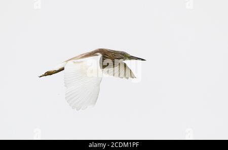 Squacco Reiher (Ardeola ralloides), im Flug, Spanien, Extremadura Stockfoto