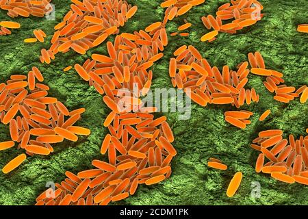 3d-Darstellung von Pasteurella multocida Bakterien. Dies ist ein Gram-negativer, nicht beweglicher, penicillin-sensitiver Coccobacillus, der zur Familie der Pasteurellaceae gehört. Pasteurella multocida ist die Ursache für eine Reihe von Krankheiten bei Säugetieren und Vögeln, darunter Hühnercholera bei Geflügel, atrophische Rhinitis bei Schweinen und hämorrhagische Septikämie bei Rindern und Büffeln von Rindern. Es kann auch eine zoonotische Infektion beim Menschen, die in der Regel ist ein Ergebnis von Bissen oder Kratzer von Haustieren verursachen. Viele Säugetiere und Vögel beherbergen es als Teil ihrer normalen respiratorischen Mikrobiota einschließlich Hauskatzen. Stockfoto