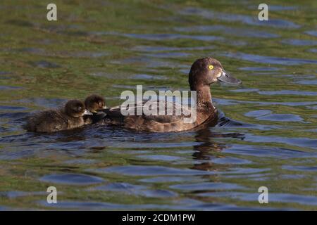 Getuftete Ente (Aythya fuligula), Weibchen mit zwei Enten schwimmend auf einem See, Seitenansicht, Dänemark Stockfoto