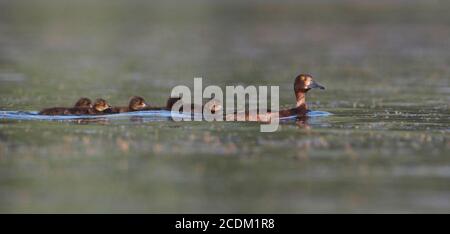 Tuftente (Aythya fuligula), Weibchen mit Enten, die auf einem See schwimmen, Dänemark Stockfoto