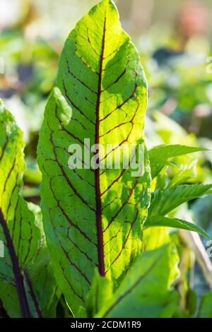 Holzdock, rote Weindock (Rumex sanguineus), leav, kultiviert, Niederlande Stockfoto