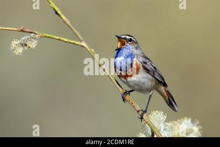 Weißfleckiger Bluethroat (Luscinia svecica cyanecula), singender Rüde, Dänemark Stockfoto