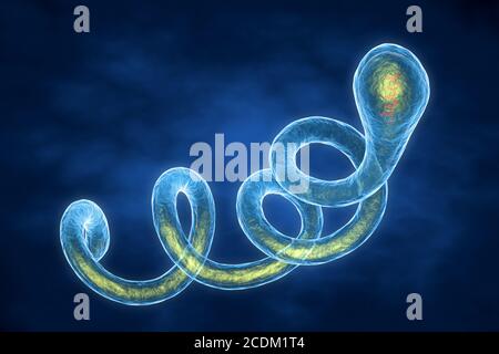 3d-Illustration eines Spirochaete Borrelia Bakterium, die Ursache der Lyme-Borreliose. Diese Spirochaete (spiralförmig) Bakterien werden an den Menschen durch die Bisse von infizierten Ixodes sp. Zecken weitergegeben. Symptome der Lyme-Borreliose sind Hautläsionen, Muskelschmerzen, neurologische und kardiale Anomalien, und Arthritis. Zu den Behandlungen gehören Antibiotika und Kortikosteroide. Stockfoto