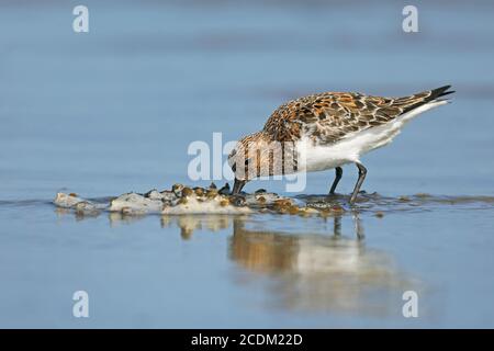 sanderling (Calidris alba), im Zuchtgefieder, in der Schlammlage, Niederlande, Nord-Niederlande Stockfoto