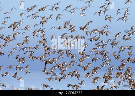 dunlin (Calidris alpina), große fliegende Herde, Niederlande, Friesland Stockfoto