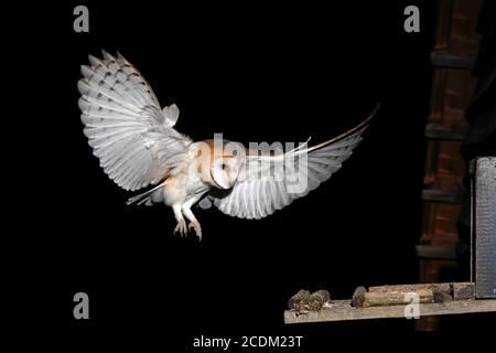 Stallkauz (Tyto alba), fliegend zum Nest, Deutschland, Nordrhein-Westfalen Stockfoto