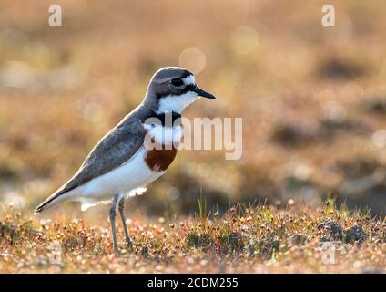 Zweibanderige Pfusterpfeifer, gebänderter Dotterel, Bergpfeifer, Pohowera (Charadrius bicinctus, Charadrius bicinctus bicinctus), Erwachsener auf einem Feld stehend, Stockfoto