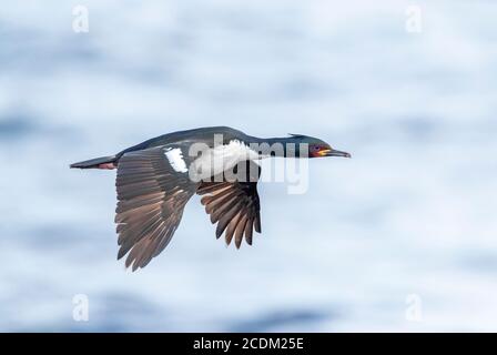 Auckland Shag, Auckland Islands Shag (Leucocarbo colensoi, Phalacrocorax colensoi), Erwachsene im Flug, Neuseeland, Auckland Inseln, Enderby Island Stockfoto