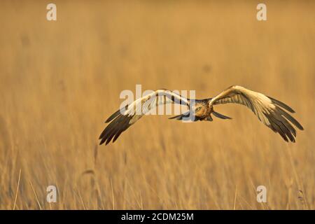 WESTERN Marsh Harrier (Circus aeruginosus), fliegender Rüde, Vorderansicht, Niederlande, Lauwersmeer National Park Stockfoto