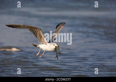 Große Schwarzrückenmöwe (Larus marinus), juvenile Großrückenmöwe im Flug mit einem gefangenen Fisch im Schnabel am Ijsselmeer, Stockfoto