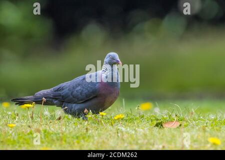 Trocaz Taube (Columba trocaz), im Gras gelegen, Madeira Stockfoto