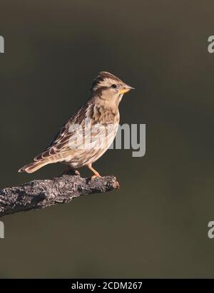 Steinsperling (Passer petronia, Petronia petronia), auf einem Ast, Spanien, Extremadura Stockfoto