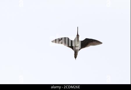 Wilsons Schnepfe (Gallinago delicata), im Flug von unten, USA, New Jersey Stockfoto