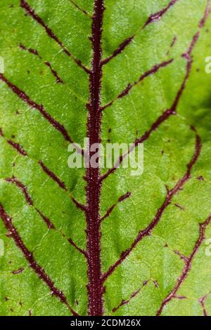 Holzdock, rote Weindock (Rumex sanguineus), leav, kultiviert, Detail, Niederlande Stockfoto