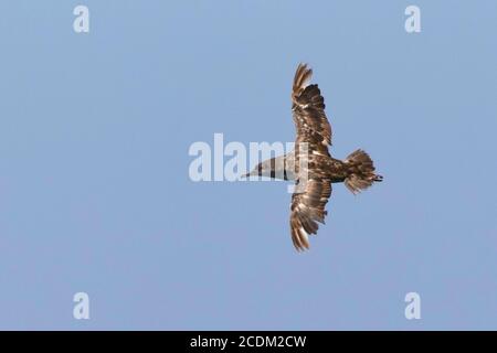 Balearen Shearwater (Puffinus mauretanicus), ein stark gefährdeter getragener Erwachsener Balearen Shearwater in Flight, Portugal Stockfoto