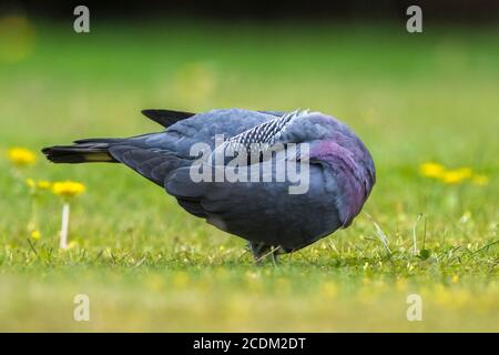 Trocaz Taube (Columba trocaz), im Gras thront, Preening, Madeira Stockfoto