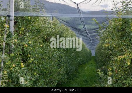 FIE AM SCHLERN, SÜDTIROL/ITALIEN - 7. AUGUST 2020: Am 7. August können Sie einen Apfelgarten in Fie am Schlern, Südtirol, Italien, besuchen Stockfoto