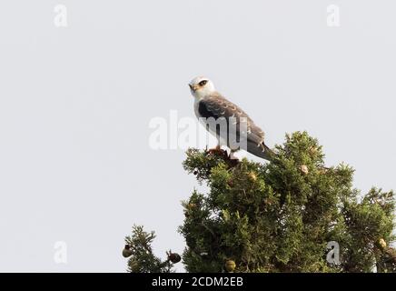 Schwarzschulter-Drachen (Elanus caeruleus), unreif auf einem Baum, Spanien, Rosas Delta Stockfoto