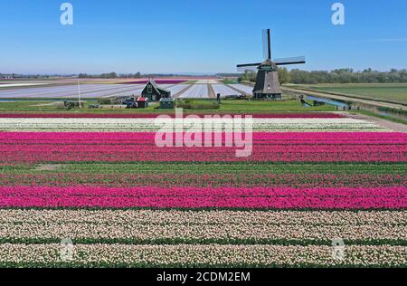 Luftaufnahme von blühenden Tulpenfeldern mit Windmühle, 26.04.2020, Niederlande, Nord-Niederlande, t Zand Stockfoto